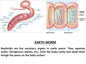 excretion-in-other-organisms-7-638